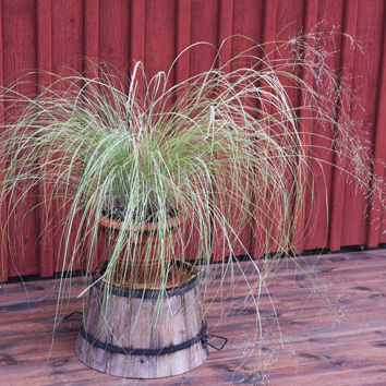 0800507 ERAGROSTIS elliottii Hopearöllinurmikka