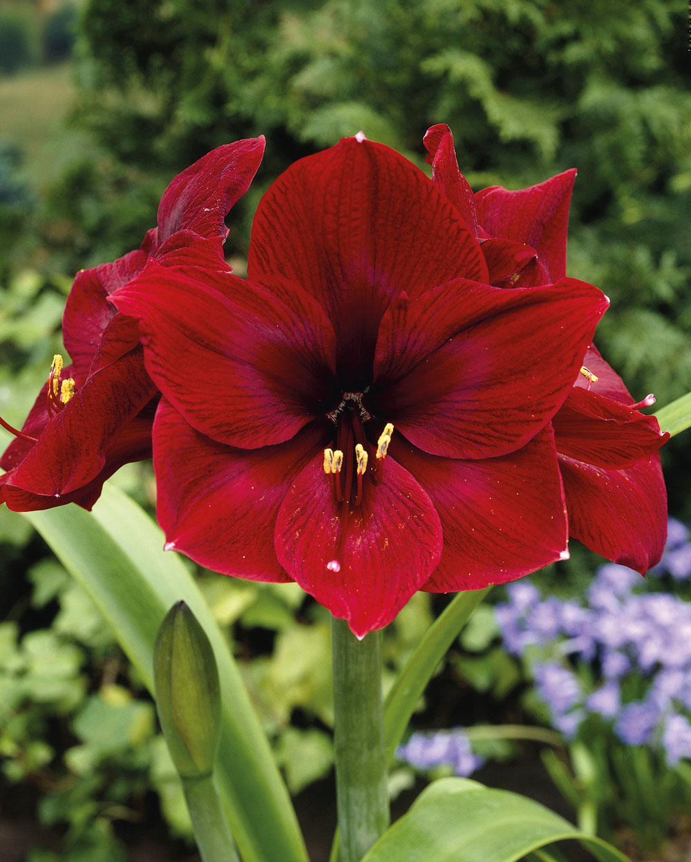2101373 Hippeastrum Jaloritarinkukka, Amaryllis, 'Royal Velvet'