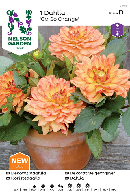 1100067 DAHLIA x pinnata Koristedaalia 'Go Go Orange'