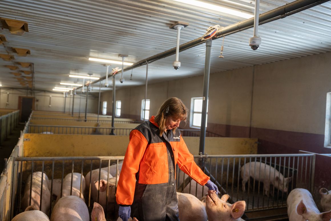 Pernilla Granholm, managing the pigs daily, says Pigxcel will indeed keep control of the production lifting feed optimization and improved health for both pigs and staff as the main advantages for automatic weighing.