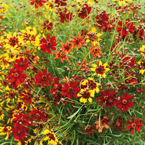 0800532 COREOPSIS tinctoria Tiikerikaunosilmä, tiikerinsilmä 'Radiata'