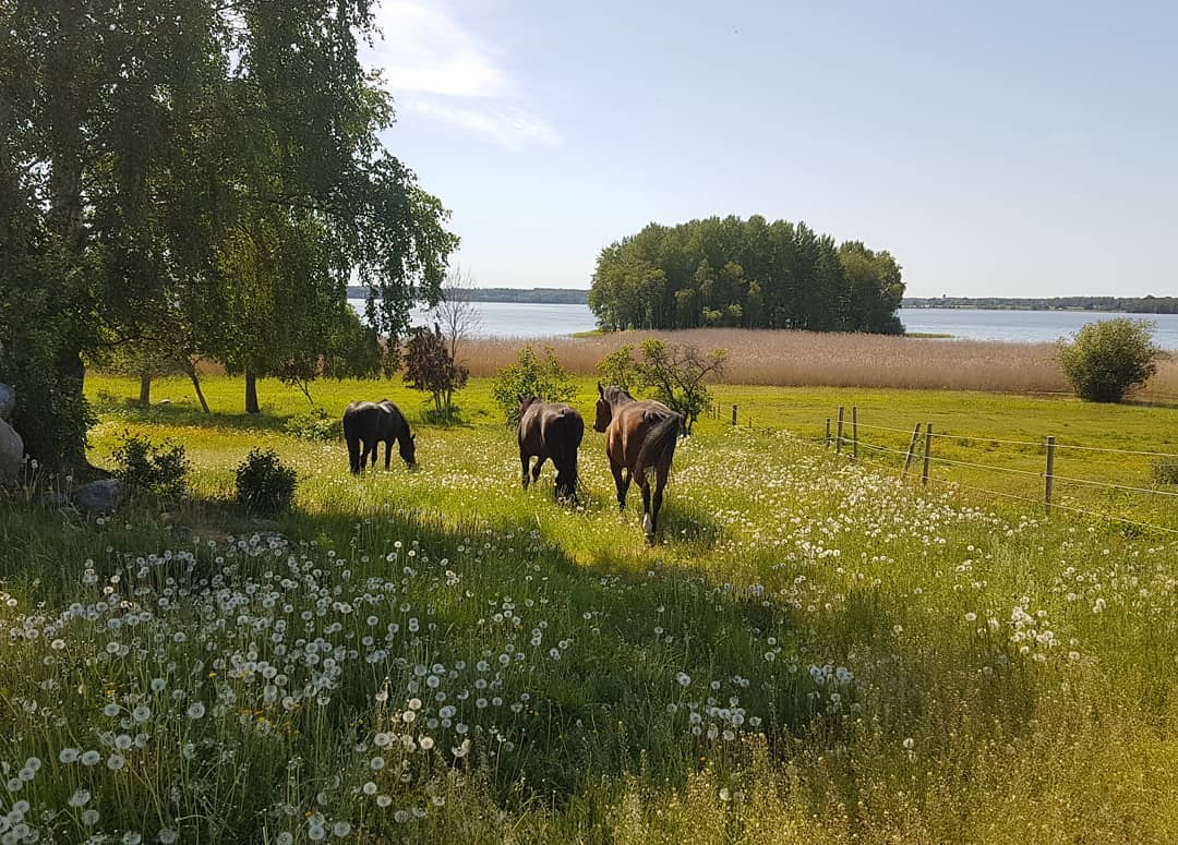 Lektionshästar i hagen