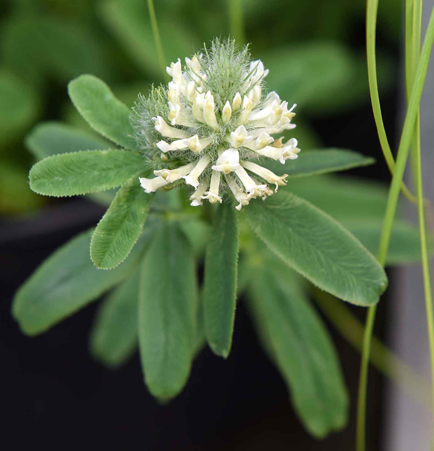 0700180 TRIFOLIUM rubens Rusoapila 'Frosty Feathers'