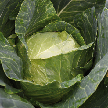 0903054 BRASSICA oleracea Keräkaali, valkokaali F1 'Sunta'