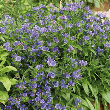 0800066 ECHIUM plantagineum Piiankieli, ratamoneidonkieli