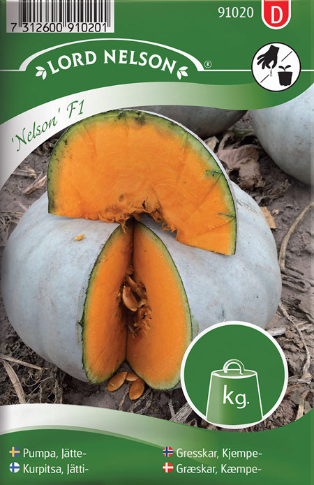 0999139 CUCURBITA maxima Jättikurpitsa 'Nelson' F1