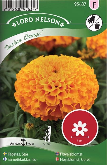 0800609 TAGETES erecta Isosamettikukka 'Taishan Orange'
