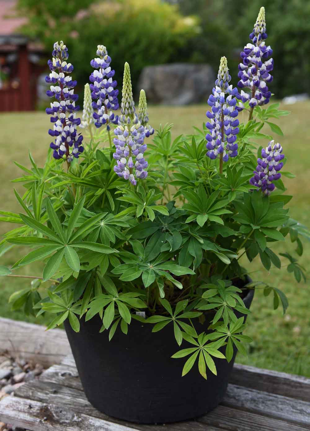 0700173 LUPINUS regalis Kirjolupiini 'Mini Gallery Blue'