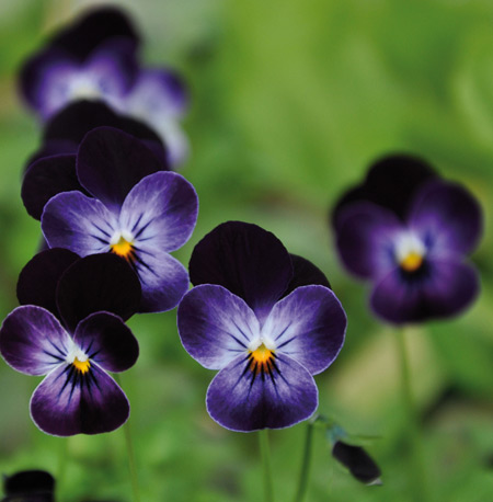 0800975 VIOLA cornuta Sarviorvokki F1 'Sorbet Phantom'
