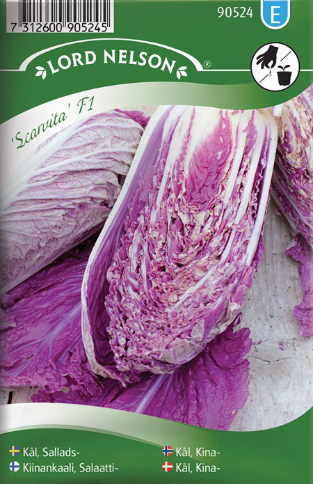 0903044 BRASSICA rapa Salaattikiinankaali, pe-tsai 'Scarvita' F1 Pekinensis-Ryhmä