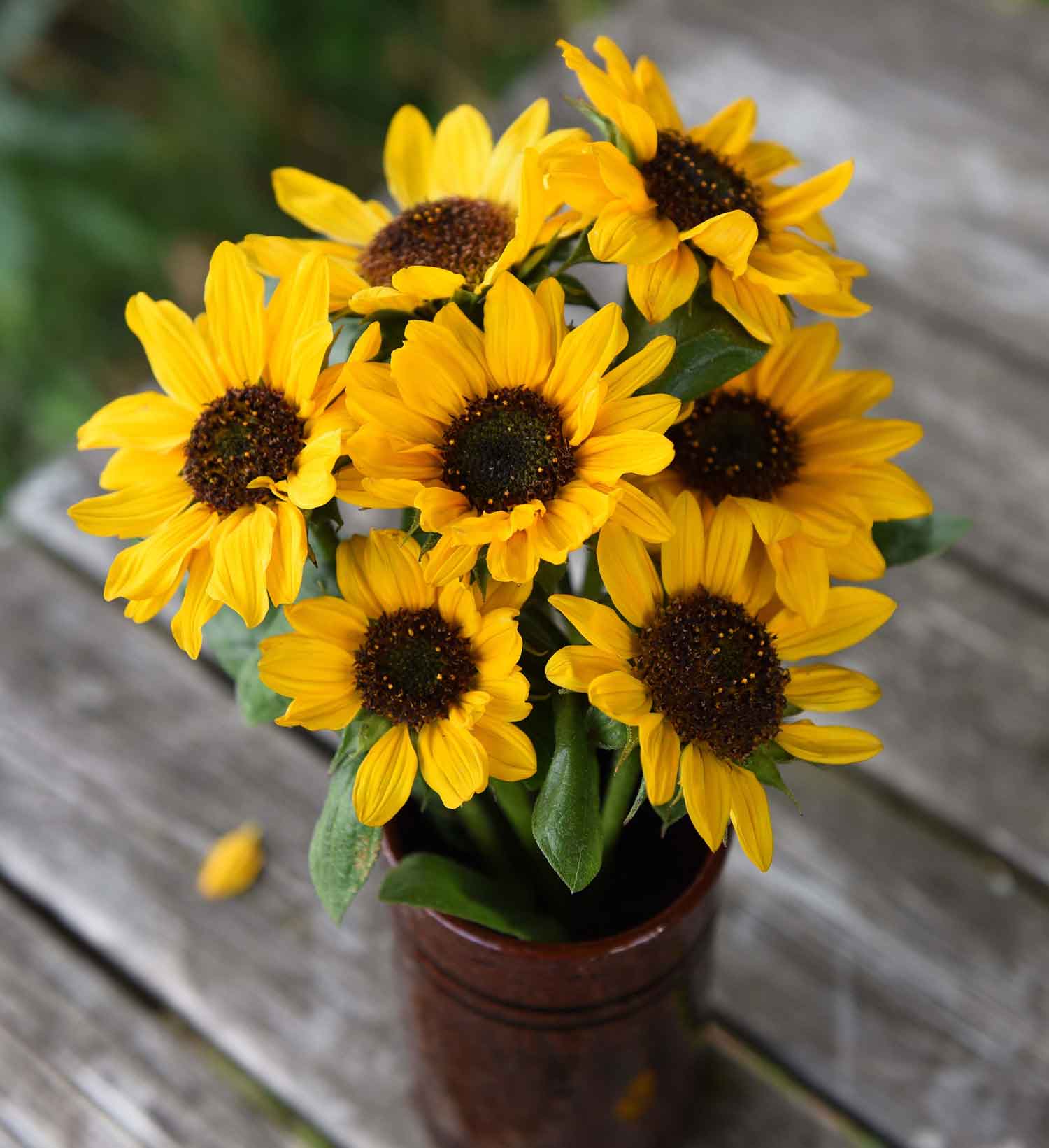 0800280 HELIANTHUS annuus Kääpiöauringonkukka 'Hella'