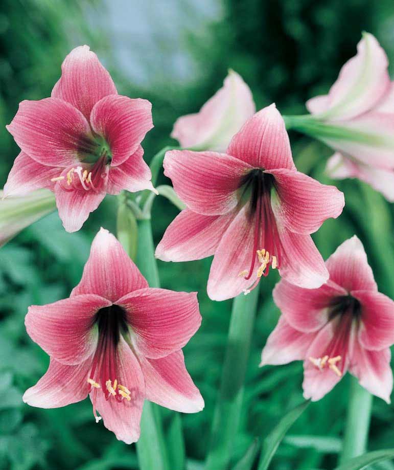 2101358 Hippeastrum Jaloritarinkukka, Amaryllis, 'Misty'