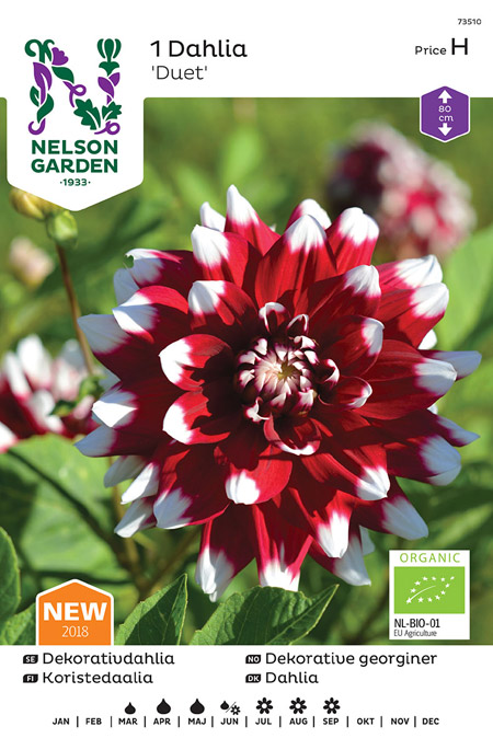 1100300 DAHLIA x pinnata Koristedaalia 'Duet'
