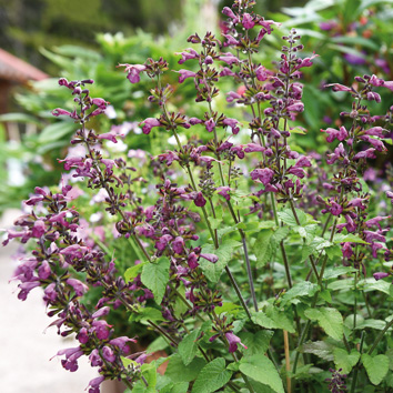 0800132 SALVIA coccinea Punasalvia 'Summer Jewel Lavender'