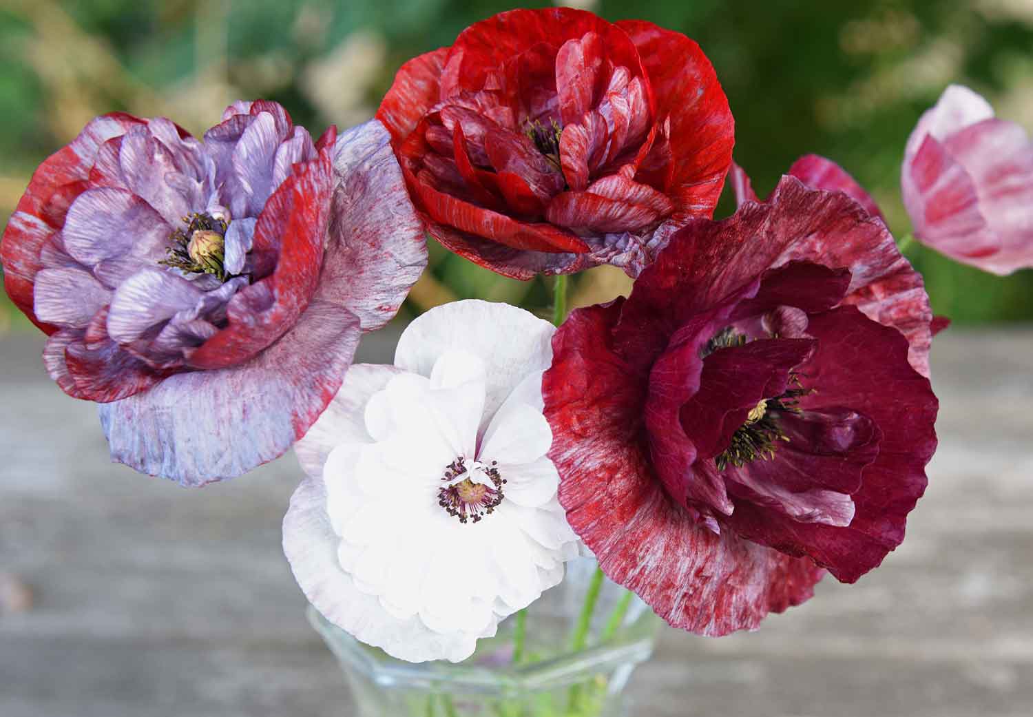 0800449 PAPAVER rhoeas Silkkiunikko 'Pandora'