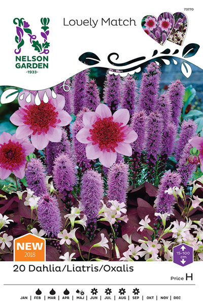 1100072 DAHLIA/LIATRIS/OXALIS triangularis Daalia/punatähkä/kolmiokäenkaali