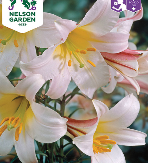 1100064 LILIUM regale Kuningaslilja