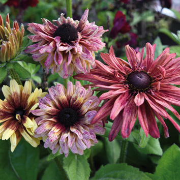 0800567 RUDBECKIA hirta var. Pulcherrima Siropäivänhattu, kesäpäivänhattu 'Sahara'