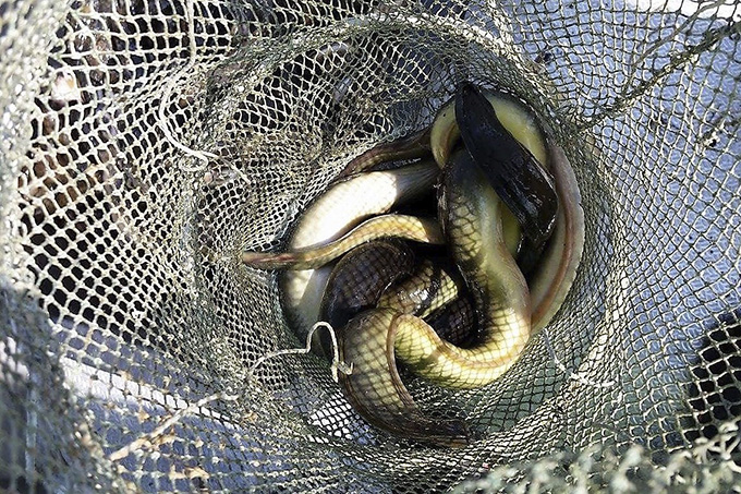 Årets beslut innebär att fiskereglerna för ål skärps ytterligare. Foto: Magnus Strandberg/HaV.