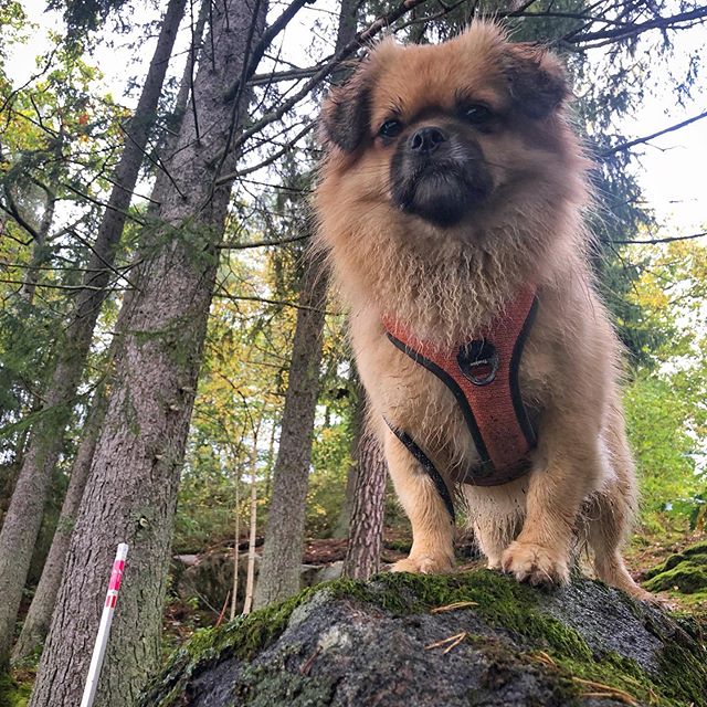 Hund stående på sten i skogen med hittautcheckpoint
