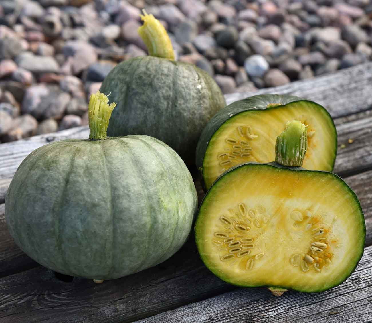 0999018 CUCURBITA maxima Jättikurpitsa, talvisquash 'Blue Kuri'