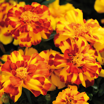 0800614 TAGETES patula nana Ryhmäsamettikukka 'Durango Bolero'