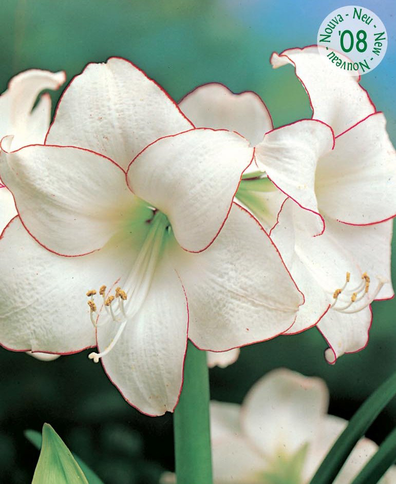 2101006 Hippeastrum Jaloritarinkukka, Amaryllis, 'Picote'