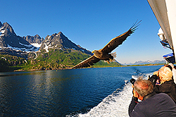 Havsörnssafari