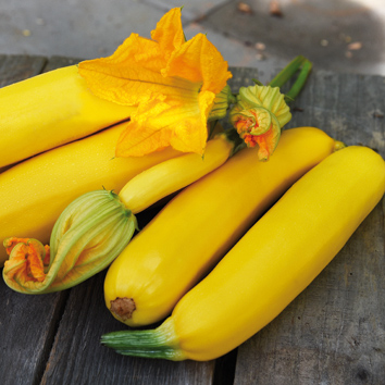 0999011 CUCURBITA pepo Kesäkurpitsa 'Goldy'