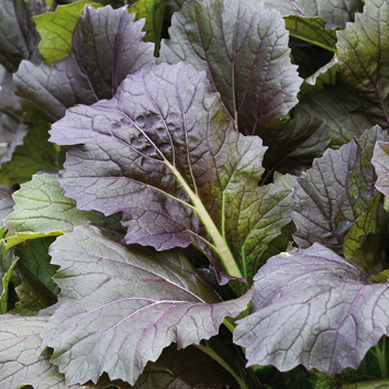 0910041 BRASSICA rapa Japaninkaali, mizuna 'Arun' Mizuna-ryhmä