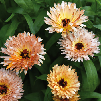 0800075 CALENDULA officinalis Kehäkukka 'Orange Flash'