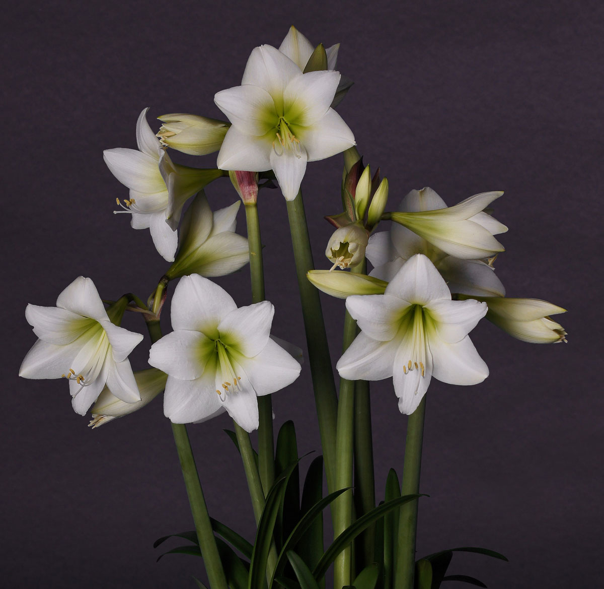 2101369 Hippeastrum Jaloritarinkukka, Amaryllis, 'White Garden'