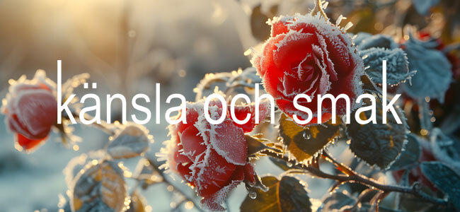 Känsla och smak, mode för kvinnor mitt i livet - vardag som fest!