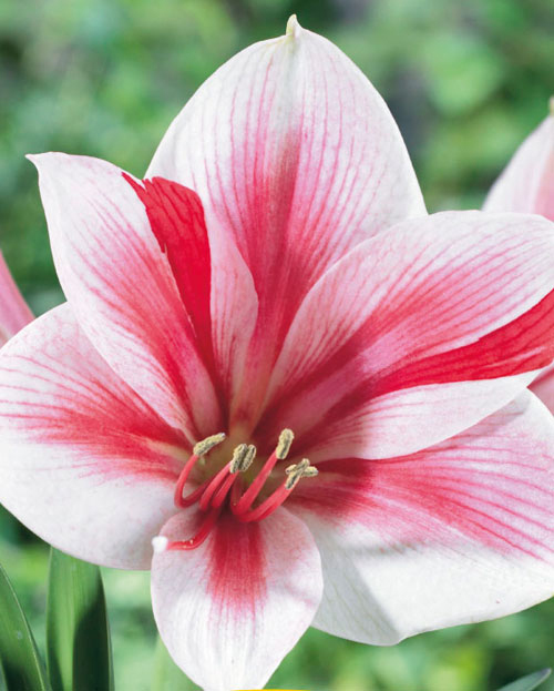 2101372 Hippeastrum Jaloritarinkukka, Amaryllis, 'Gervase'