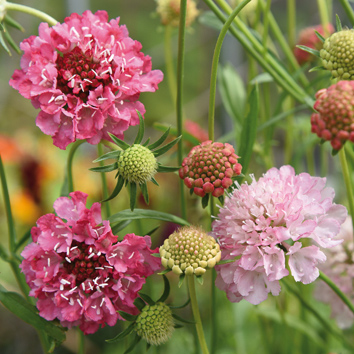 0800589 SCABIOSA atropurpurea Koreatörmäkukka, tarharuusuruoho 'Salmon Queen'