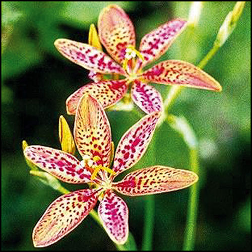 0700801 PARDANCANDA norrisii Karamellililja