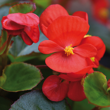 0800051 BEGONIA semperflorens Kesäbegonia F1 'Super Olympia Red'
