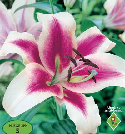 2100229 Lilium Lilja, 'Garden Pleasure'