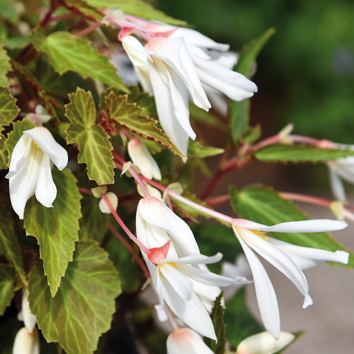 0800052 BEGONIA boliviensis Keijubegonia F1 'Bossa Nova Pure White'