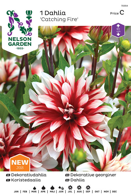 1100042 DAHLIA x pinnata Koristedaalia 'Catching Fire'