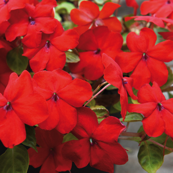 0800053 IMPATIENS walleriana Ahkeraliisa F1 'Super Elfin XP Red'