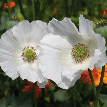 0800104 PAPAVER somniferum Oopiumiunikko 'Sissinghurst White'