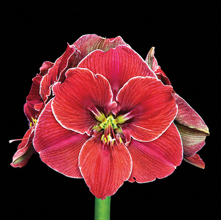 2101250 Hippeastrum Jaloritarinkukka, Amaryllis 'Magical Touch'