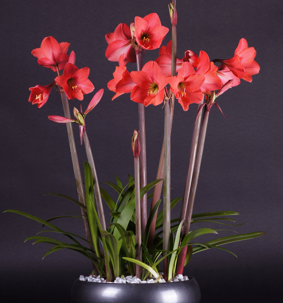 2101368 Hippeastrum Jaloritarinkukka, Amaryllis, 'Pink Garden'