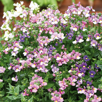 0800153 NEMESIA caerulea Kohtalonkukka F1 'Seventh Heaven'