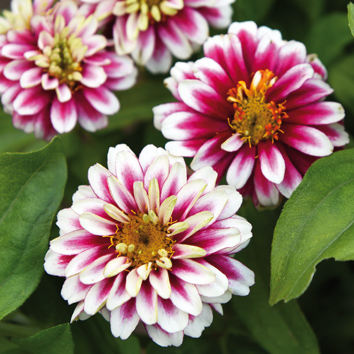 0800835 ZINNIA marylandica Loistotsinnia 'Zahara Double Raspberry Ripple'