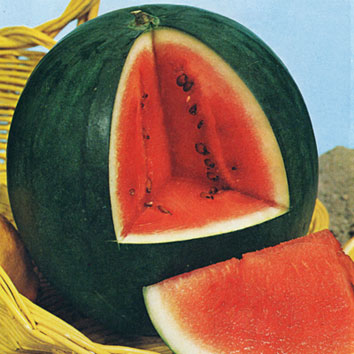 0999001 CITRULLUS lanatus Vesimeloni, arpuusi 'Sugar Baby'