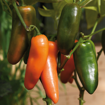0999043 CAPSICUM annuum Paprika F1 'Takila'