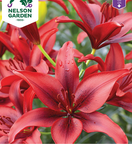 1100061 LILIUM Tarhasarjalilja 'Black-Out'