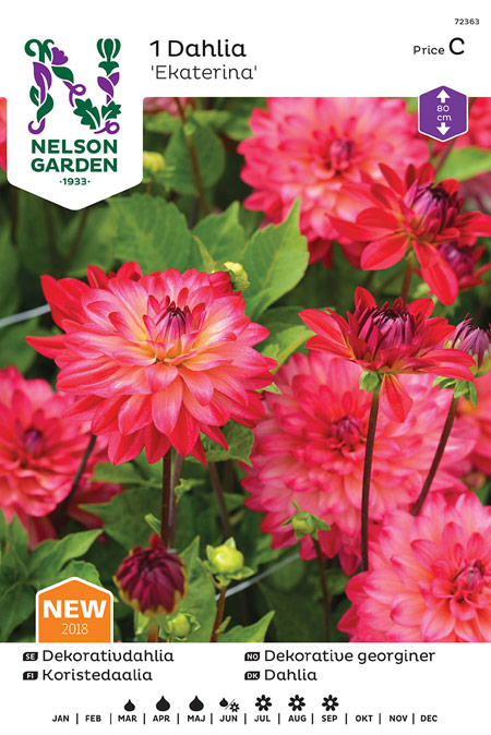 1100046 DAHLIA x pinnata Koristedaalia Ekaterina'